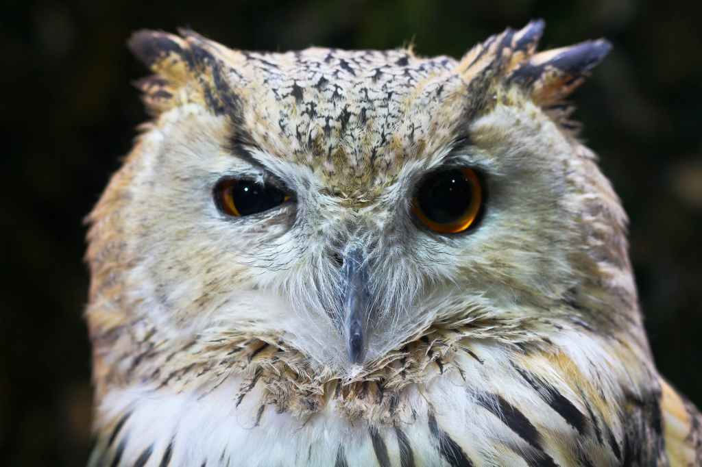 Owls are fluffy idiots (but we still love them)
